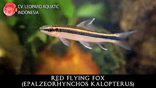 Epalzeorhynchos kalopterus. The RED FLYING FOX! (Leopard Aquatic U011A)