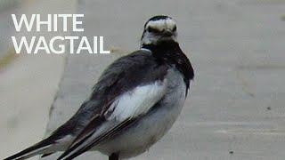 White Wagtail Enjoying Walking on The Road 