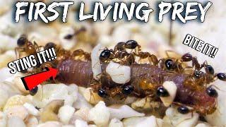 FIRE ANTS KILL THEIR FIRST LIVE PREY | Surprising Predatory Reaction