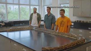 Record-breaking 19-foot Burmese Python captured by Florida hunters