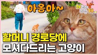 노부부와 사는 시골 고양이 아옹이! 몸은 약하게 태어났지만 할머니 경로당 가는 길 보디가드해주는 기특한 고양이┃#왜그러냥귀엽개