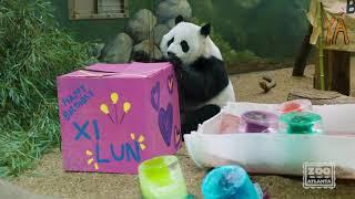 Giant Panda Twins Celebrate Fifth Birthday (2021)
