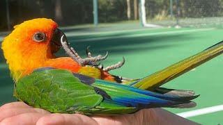 Jenday Conure Talking & Sounds - Jenday Conure Dancing - Jandaya Parakeet Talking & Sounds