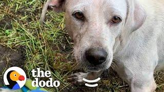 Mama Dog And Her Puppies Found Under A Bus — See Them All A Year Later!  | The Dodo Adoption Day