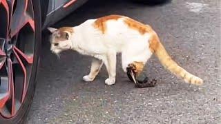 The injured leg has turned into Bones, the stray cat is struggling to survive!