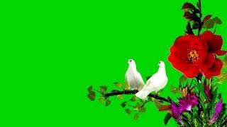 Dove green screen | bird green screen | flower green screen | green screen video | pigeon bird video