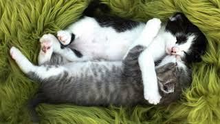 Звуки котят (Мурлыканье котят, которые спят) | (25 Секунд)