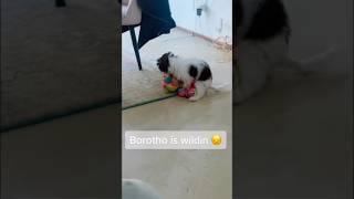 Cute Dog Making Out With Teddy Bear  ️️ #adorabledog #funny #smalldog #funnydogvideos