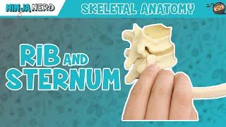 Rib and Sternum Anatomy