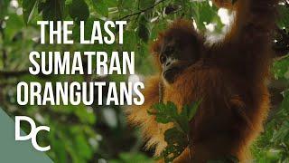 The Last Orangutans of Sumatra | 1000 Days For The Planet | Documentary Central