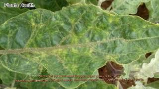 Tobacco Mosaic Virus | Introduction | Control