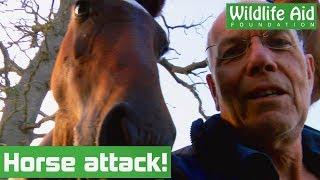 Horses 'ATTACK' during wildlife release! (FUNNY!)