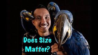 Does Size Matter?