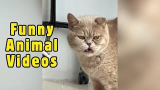 Amazing Animal Videos [World's Amazing Videos]