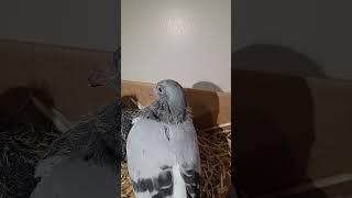 How to Tame Young birds | Racing Pigeon | Homer | Kabutar