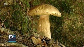 Das geheime Leben der Pilze: Maronen, Steinpilze und Pfifferlinge und die Zucht | BR24