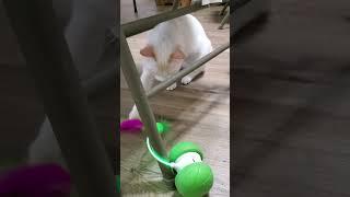 Whisker Whirl: Interactive Cat Toy Adventure #funnycats #cattoys #catlover #cutekittycat