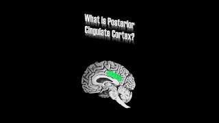 Posterior Cingulate Cortex (PCC)