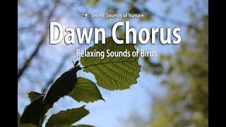 Birdsong, Dawn chorus, Morning chorus, forest in Spring, 5 hours  - Relaxing Sounds of Nature - HQ