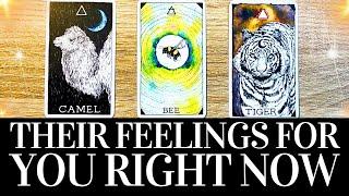 PICK A CARD Their FEELINGS For You RIGHT NOW!  They want you to know THIS!  Love Tarot Reading