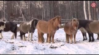 Крестьянское хозяйство "Ворошилов" успешно работает в Кобяйском улусе Якутии