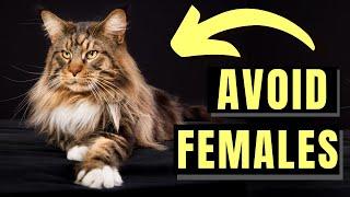 7 Reasons You SHOULD NOT Get A Maine Coon Female