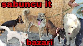 sabuncu it bazarı 18.07.2021 #sabuncuitbazari #itler