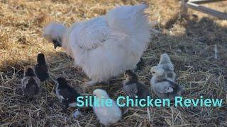 Silkie Chickens For Beginners!