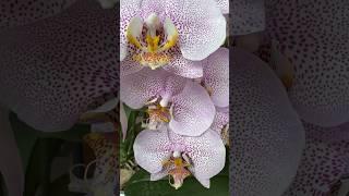 Дивовижна і чарівна Phal. Formation Magical and amazing orchid Formation #kyiv #phalaenopsis