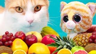 Cute cat Simba and George | Bellboxes | Food art | Funny cat