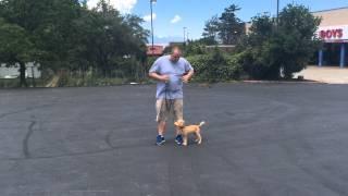 How to train a dog to walk on a loose leash