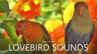 Lovebirds Sound: Parblue Blue and Pastel Green Opaline - April 2024