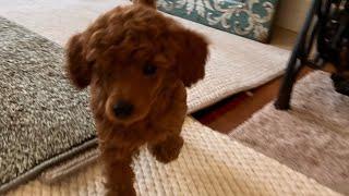 Female and male mini poodle puppies playing