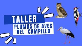 Aprende a identificar las plumas de las aves del Parque Regional del Sureste - Centro Campillo