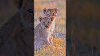 Baby Lions' Golden Hour Adventure | Adorable Cubs Explore at Sunset