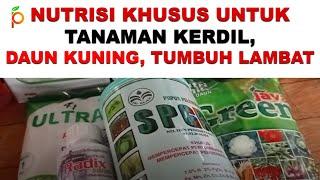 Nutrisi Tanaman Kerdil, Daun Tanaman Menguning, dan Tanaman Sulit Berkembang