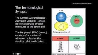 Immunology Naive t cells activation and proliferation