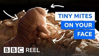There are thousands of mites living on your face – BBC REEL