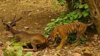 Tiger Attack || Tiger Attack Tourist vehicle in Bannerghatta Biological park  || Tiger Attack Humans