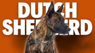 Dutch Shepherd - The Most Underrated Protection Dog