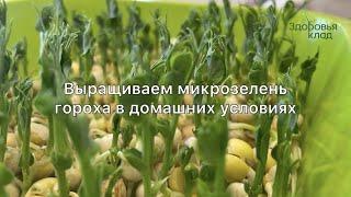 Выращиваем микрозелень гороха в домашних условиях