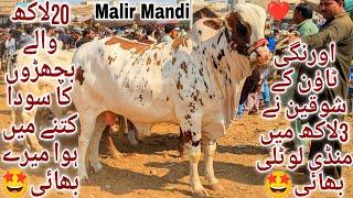 Malir Mandi Karachi Cattle Latest Rates Update 14 January 2025 | Cow Mandi 2025