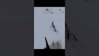 охота на кролика с близкого расстояния #hunting #chasse #Rabbit #Отличная #охота  #кроликов #hunt