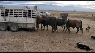 Loading Bucking Bulls in the Big Bend Trailer with Satus Jet, Brodey, Bear and Brick