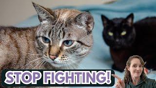 Exhausted by your cats fighting? Here's how you can stop it.