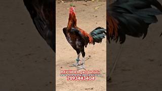 @harshafarms RAVINDRA gari punjulu top quality breed available #pandem #rooster #topquality