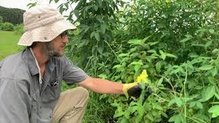 Mulch & Nitrogen Fixers Class: Tropical Subsistence Gardening