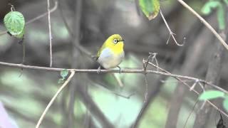 Oriental White-eye