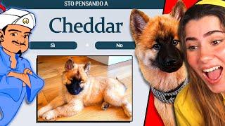 HO CERCATO IL NOSTRO CANE SU AKINATOR - CHEDDAR