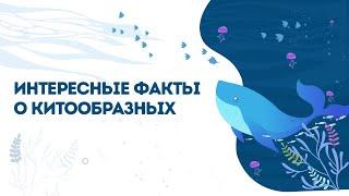 Китообразные. Урок 3. Интересные факты о китообразных.